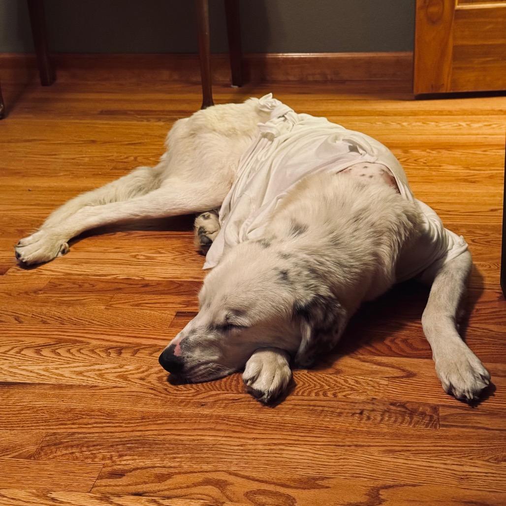 Queen of Hearts, a Adoptable Mixed Breed in Cheyenne, WY image 5/6