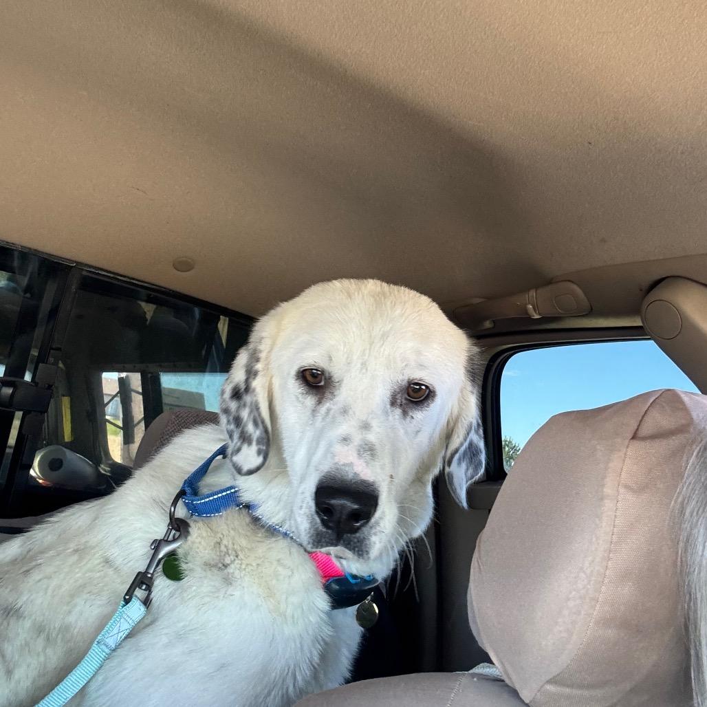 Queen of Hearts, a Adoptable Mixed Breed in Cheyenne, WY image 6/6