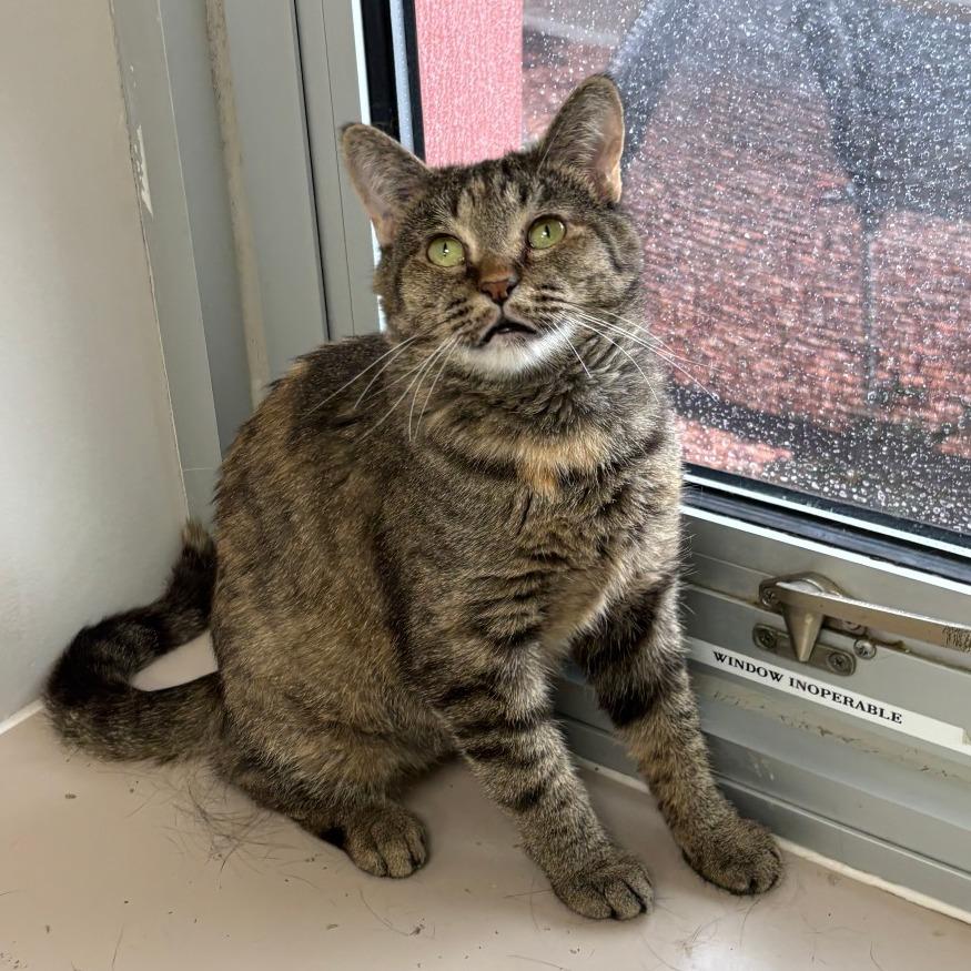 Beyonce, Adoptable, Young Female Domestic Short Hair.