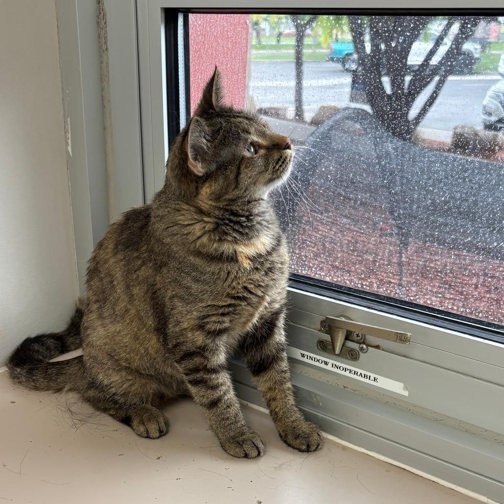 Beyonce, a Adoptable Domestic Short Hair in Murray, UT image 2/4
