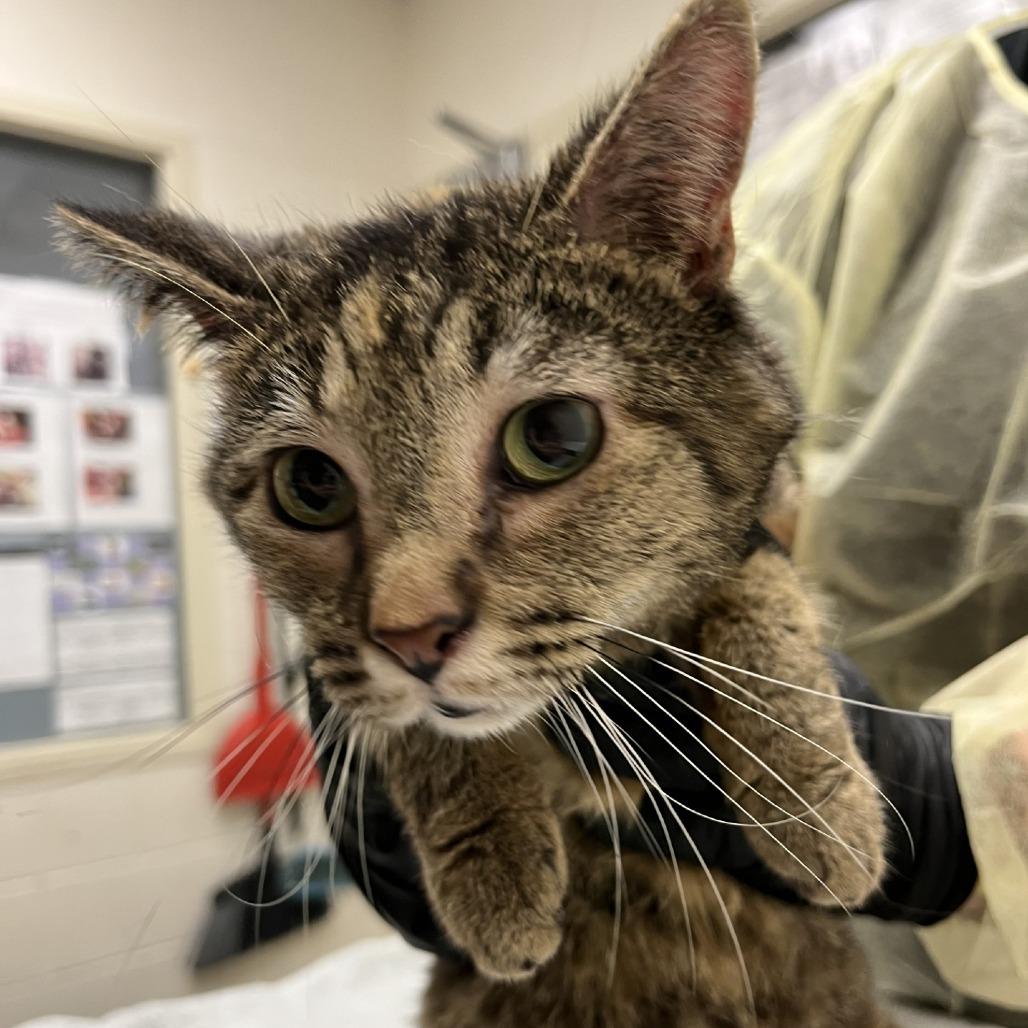 Beyonce, a Adoptable Domestic Short Hair in Murray, UT image 3/4