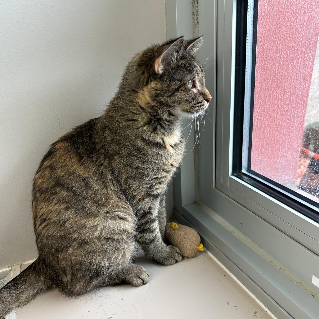 Beyonce, a Adoptable Domestic Short Hair in Murray, UT image 4/4