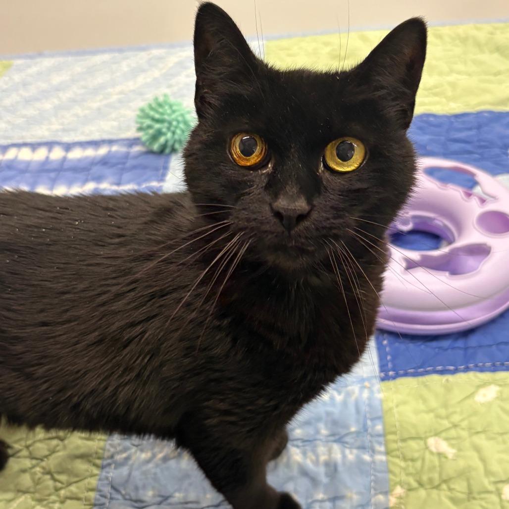 Ike, a Adoptable Domestic Short Hair in Bedford, NH image 1/4
