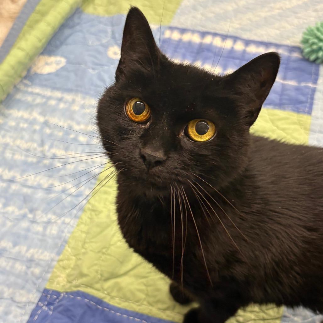 Ike, a Adoptable Domestic Short Hair in Bedford, NH image 3/4