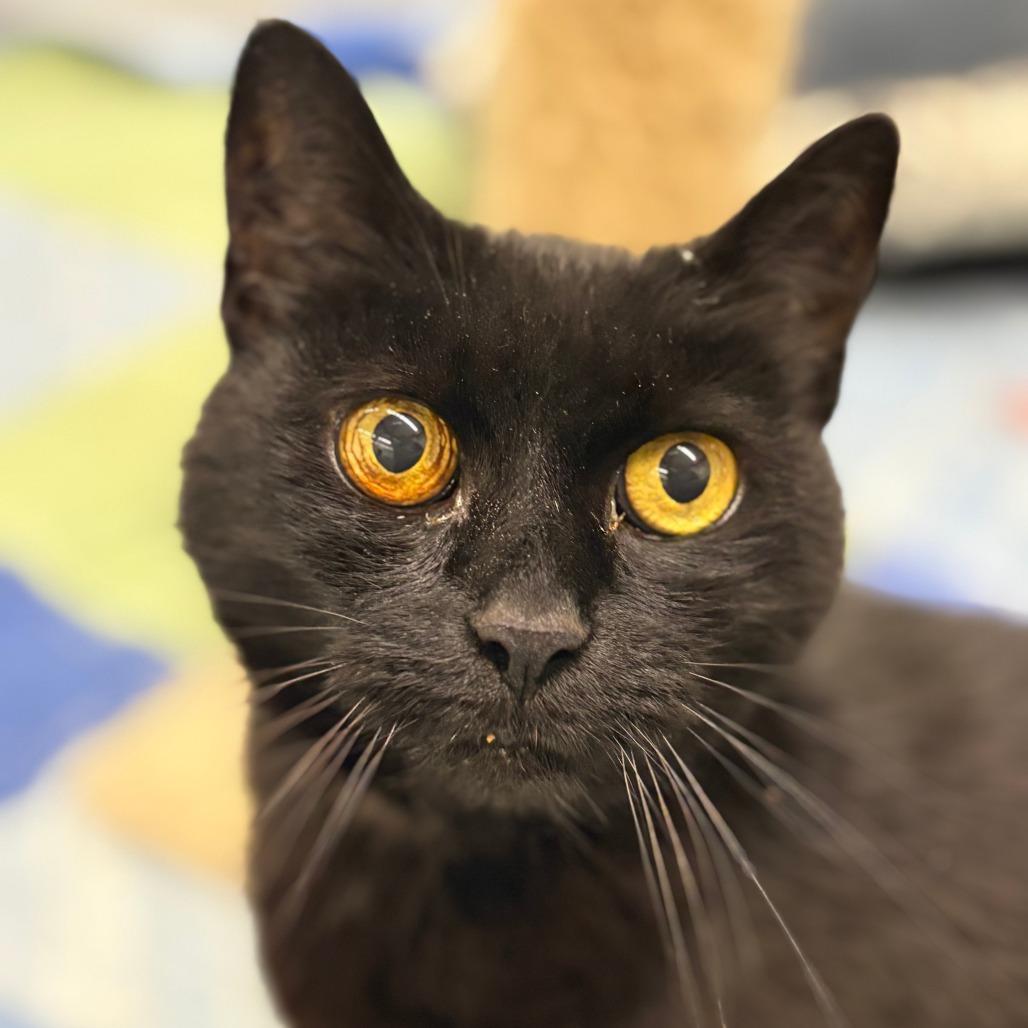 Ike, a Adoptable Domestic Short Hair in Bedford, NH image 4/4