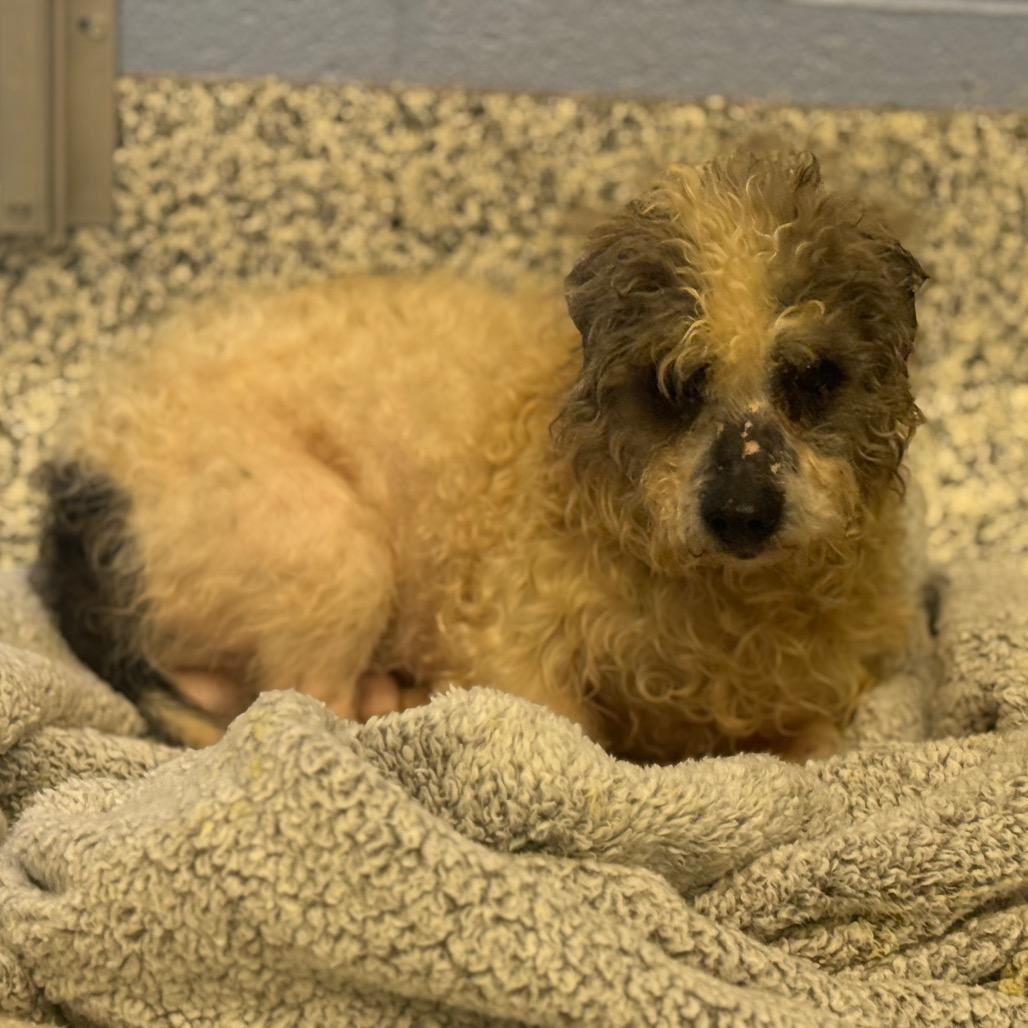 Snoopy, Adoptable, Adult Male Chihuahua & Mixed Breed.