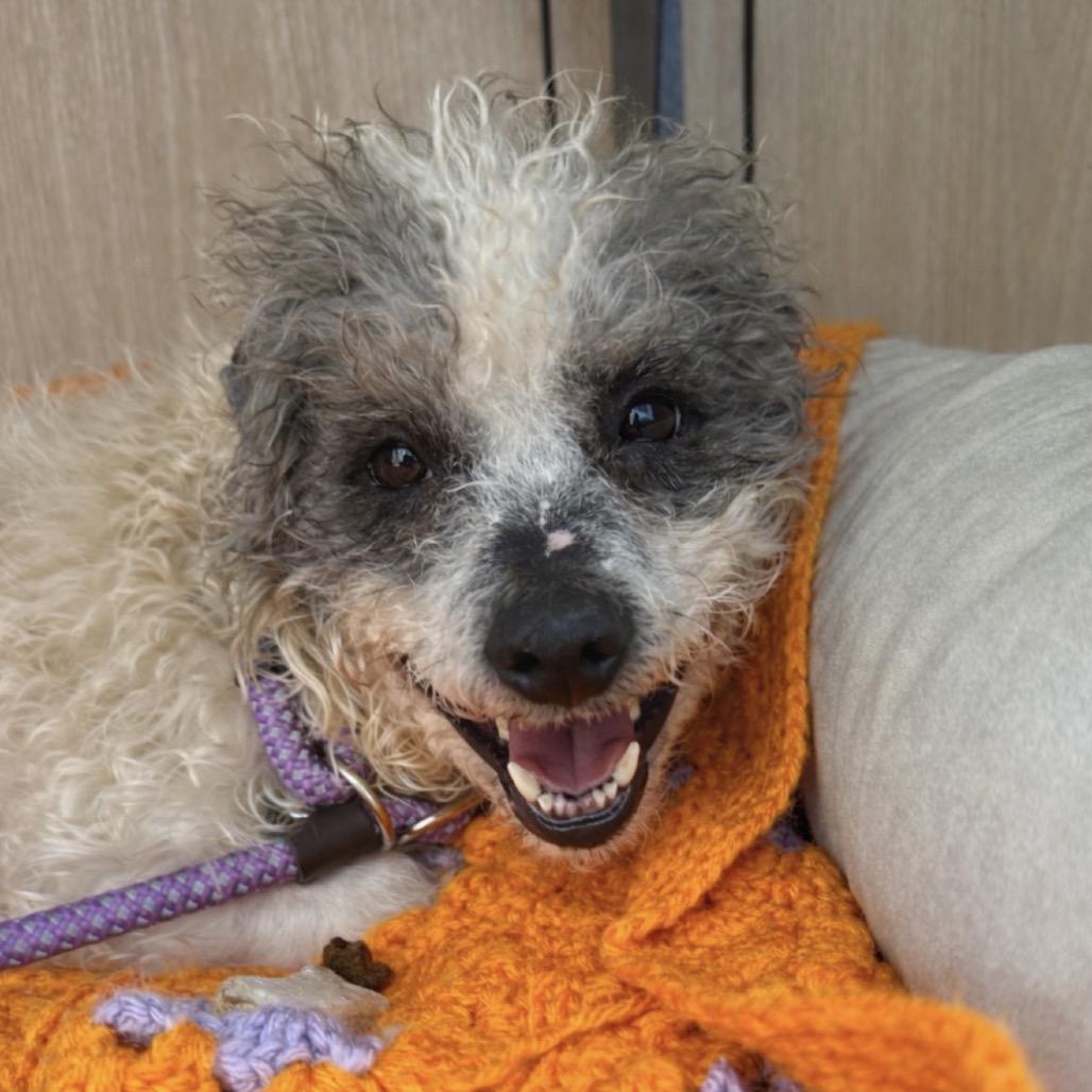 Snoopy, a Adoptable mixed breed in Madisonville, TN image 2/2