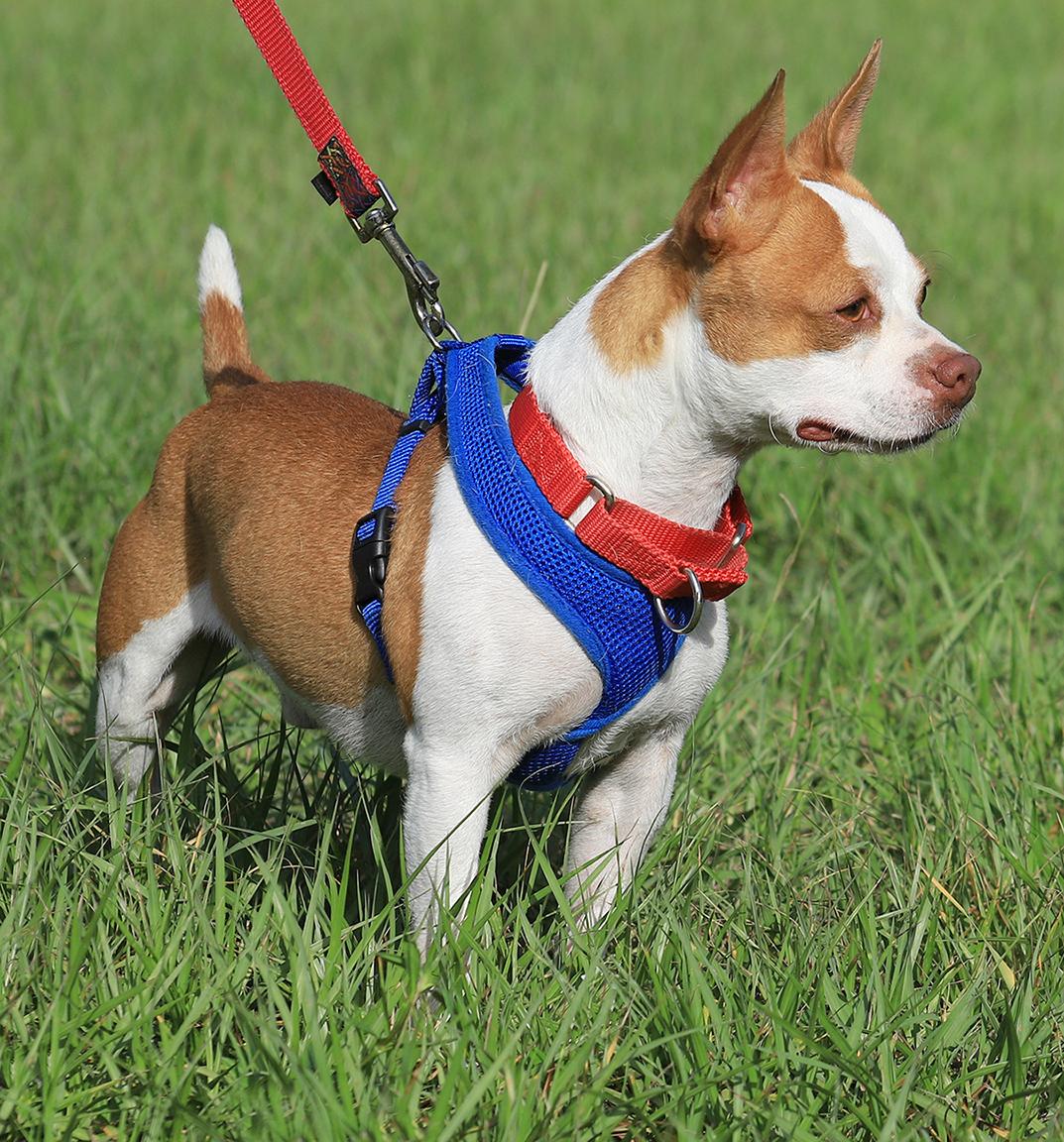 Meat Loaf, an adopted mixed breed in North Fort Myers, FL image 3/3