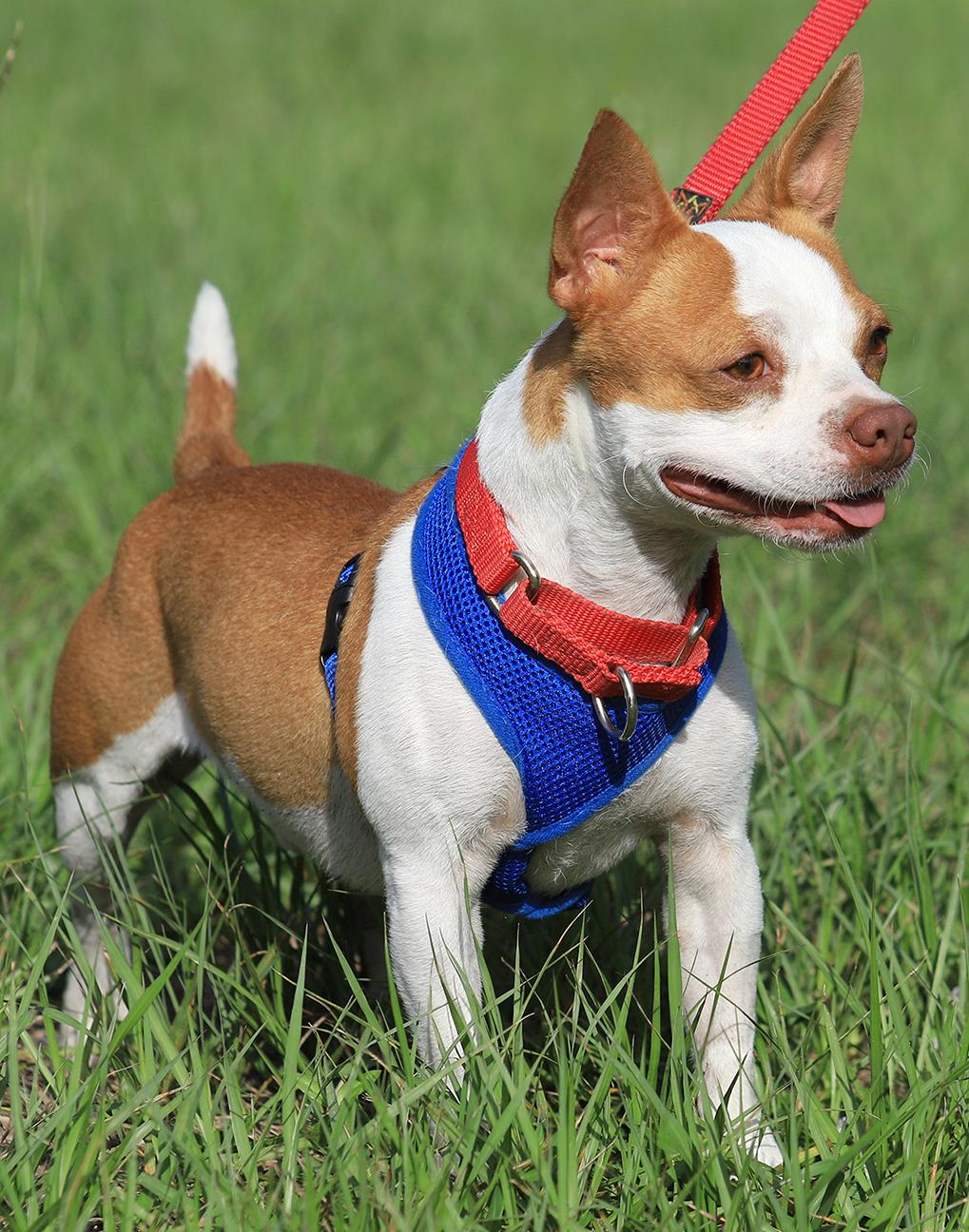 Meat Loaf, an adopted mixed breed in North Fort Myers, FL image 1/3