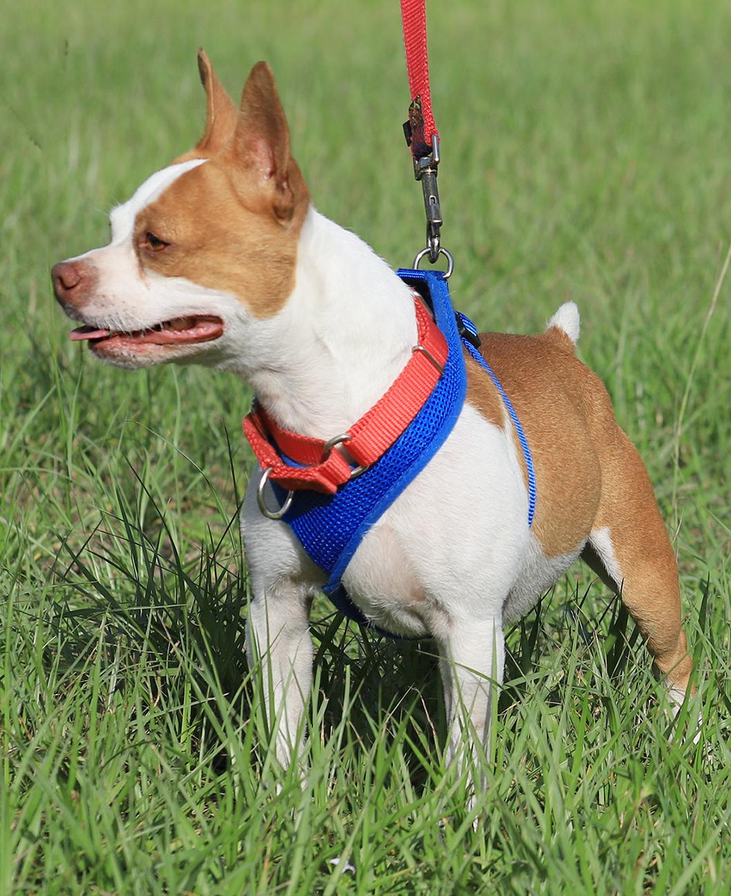 Meat Loaf, an adopted mixed breed in North Fort Myers, FL image 2/3