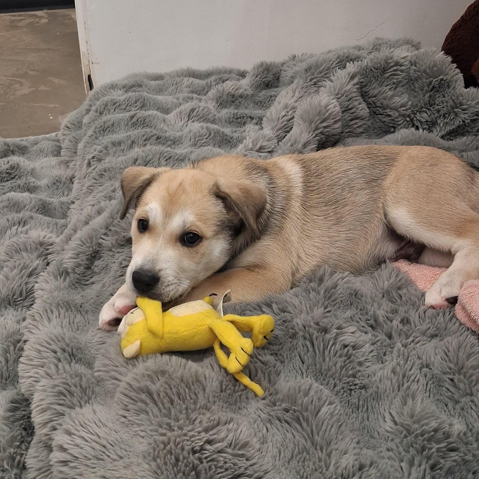 Fred, ADOPTABLE, Young Male Husky & German Shepherd Dog.