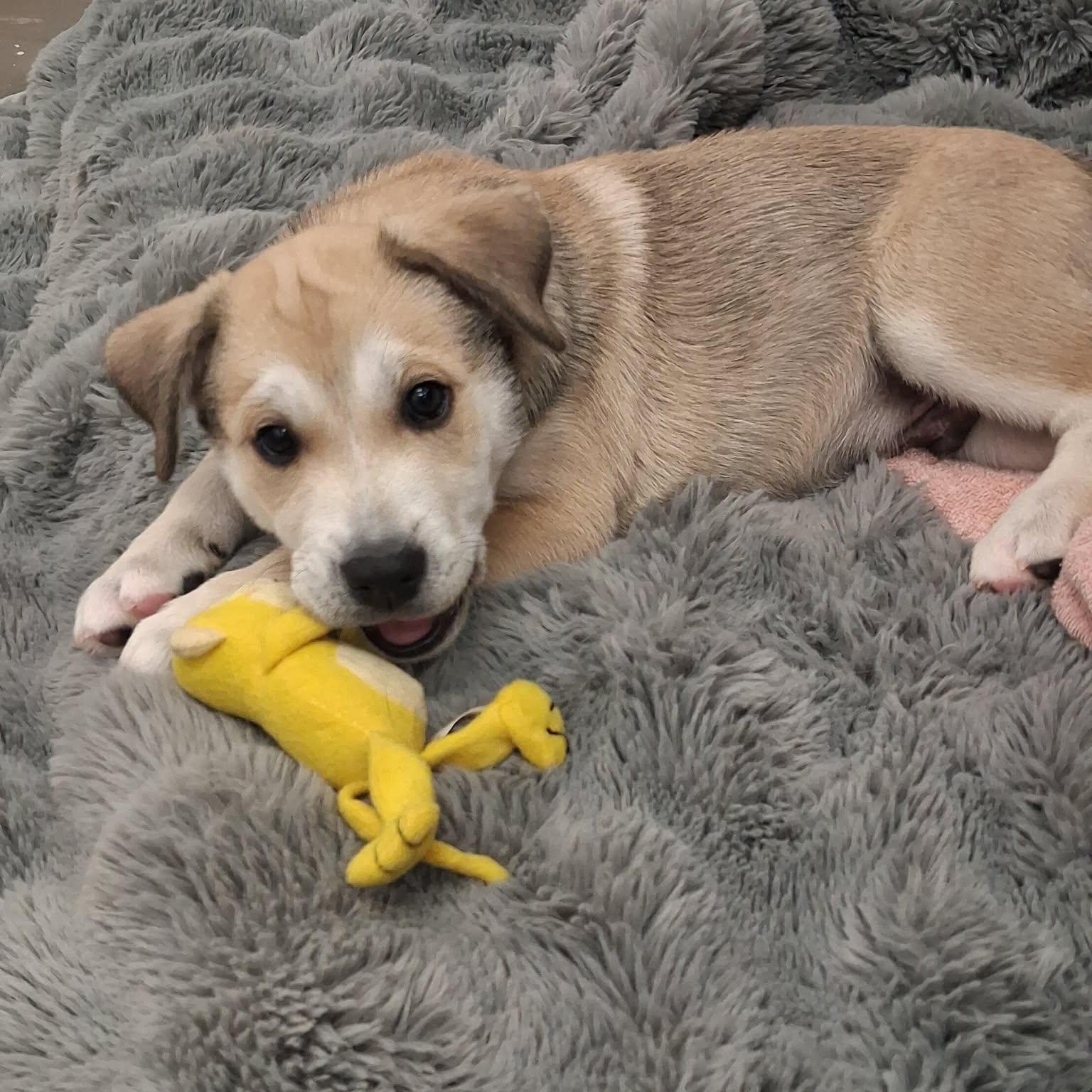 Enlarge Fred, a ADOPTABLE mixed breed in Roosevelt, UT image 2/2