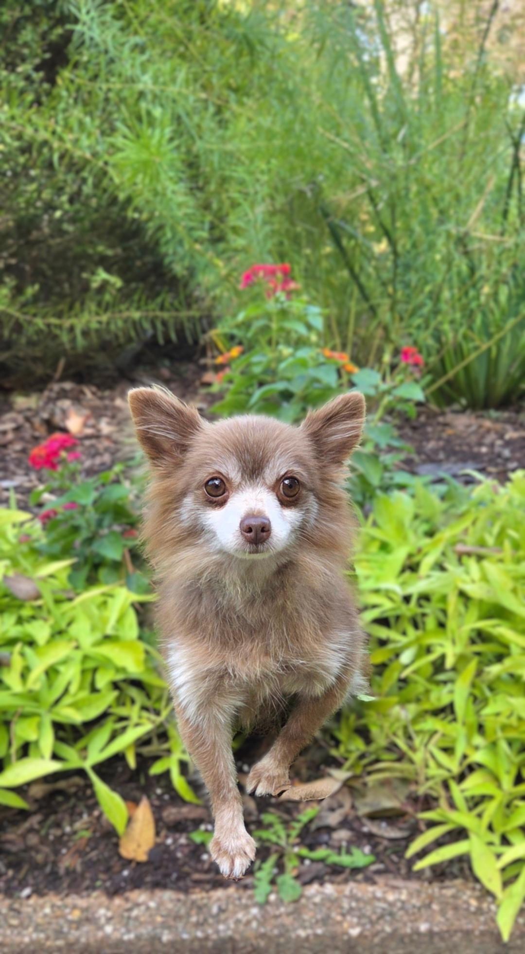 Star, Adoptable, Adult Female Pomeranian & Chihuahua.