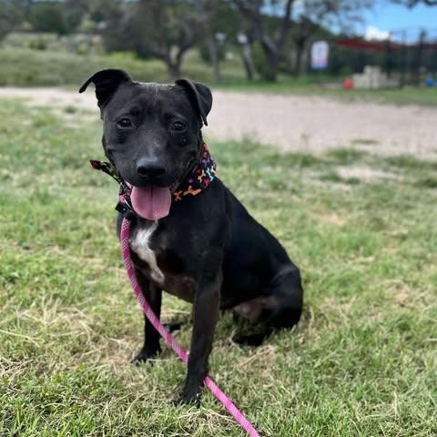 Darlin, a Adoptable American Staffordshire Terrier in Center Point, TX image 2/4