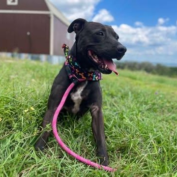 Darlin, a Adoptable American Staffordshire Terrier in Center Point, TX image 3/4
