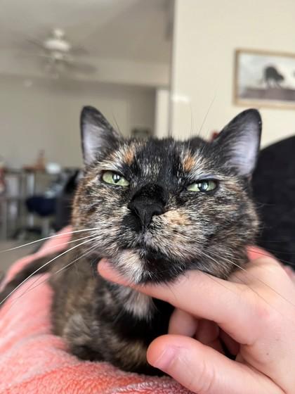 Leona, Adoptable, Senior Female Domestic Short Hair & Domestic Short Hair.
