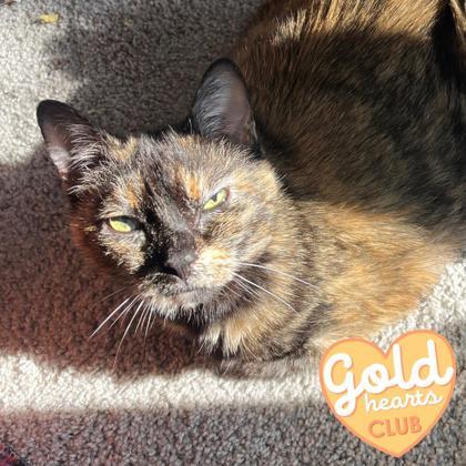 Leona, Adoptable, Senior Female Domestic Short Hair & Domestic Short Hair.