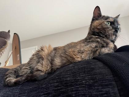 Leona, Adoptable, Senior Female Domestic Short Hair & Domestic Short Hair.