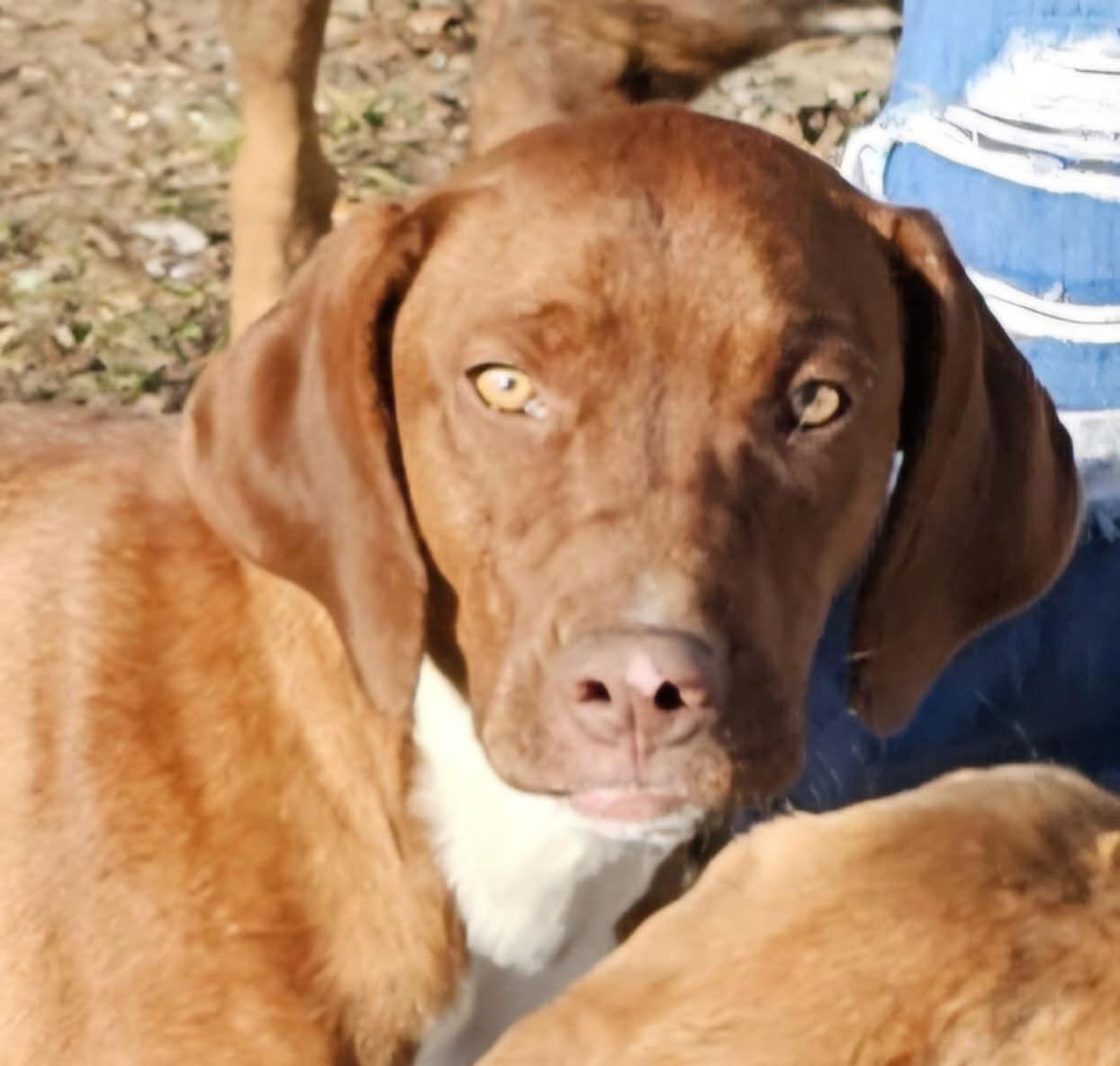 Ruby, Adoptable, Adult Female Mixed Breed.