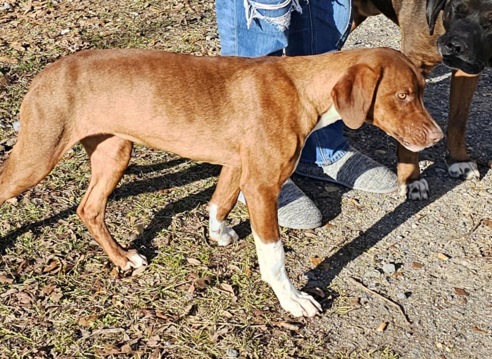 Enlarge Ruby, a Adoptable Mixed Breed in Farmerville, LA image 2/3