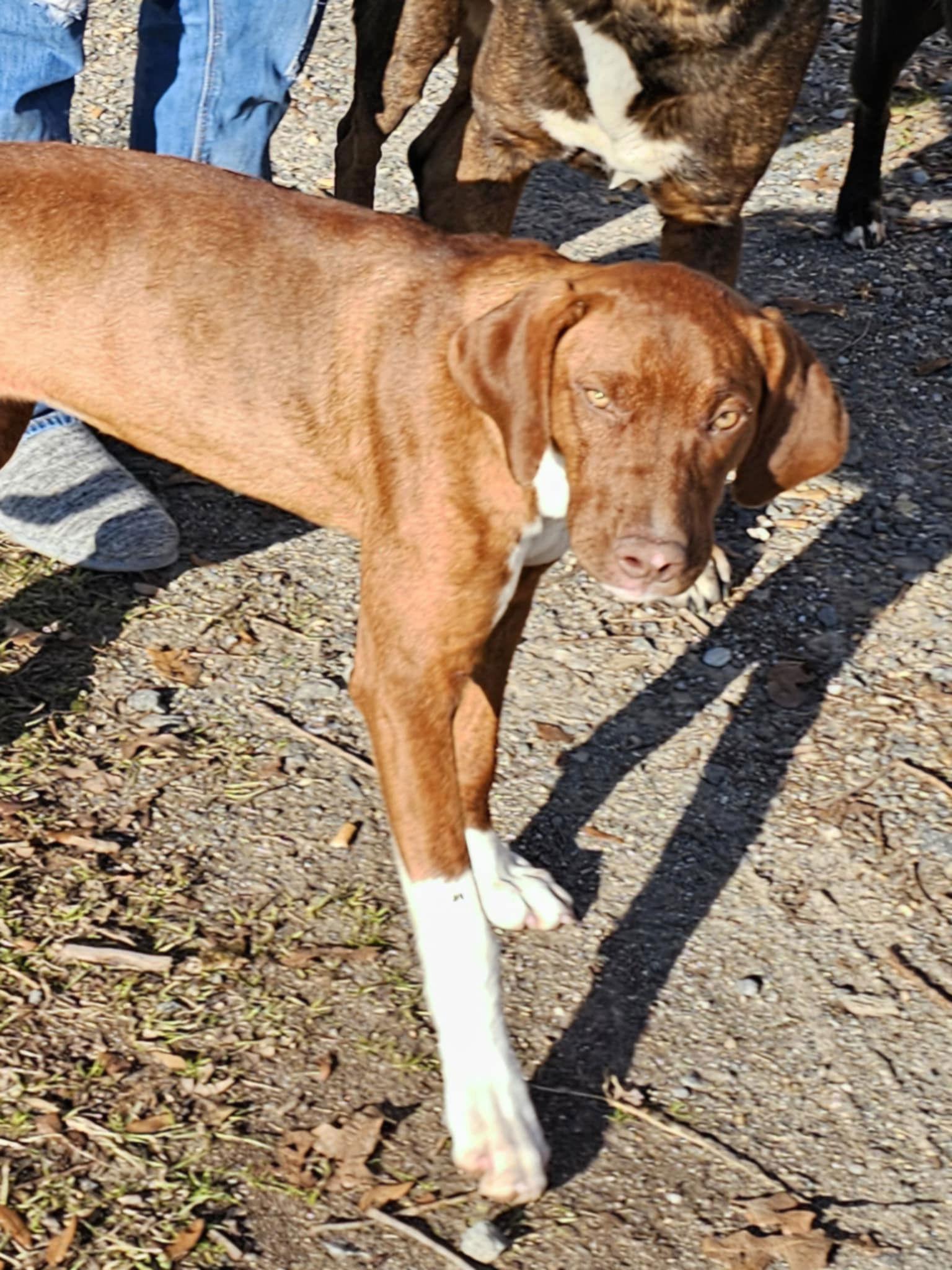 Enlarge Ruby, a Adoptable Mixed Breed in Farmerville, LA image 3/3