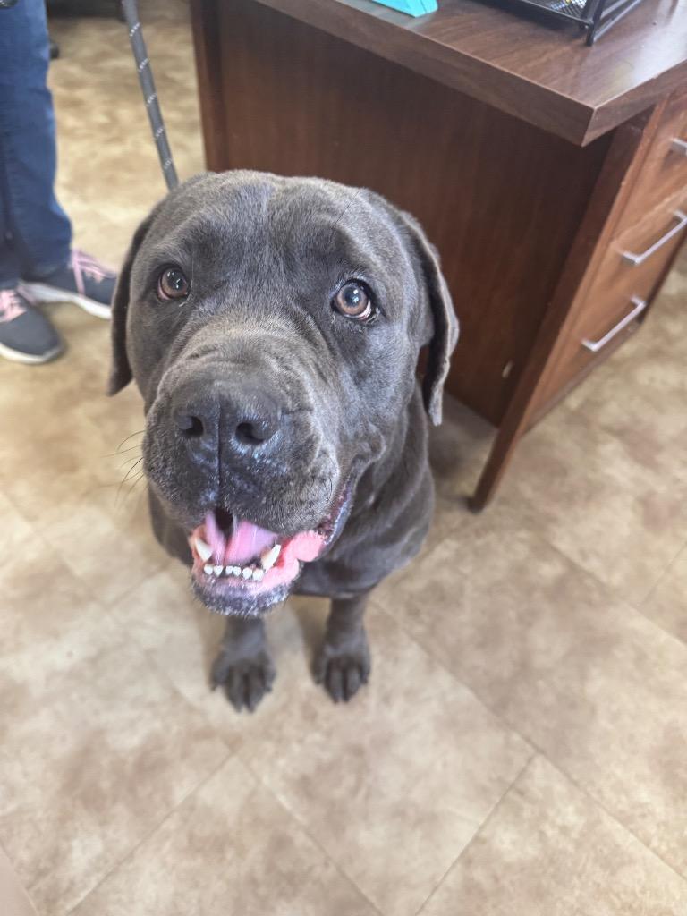 Noel, Adoptable, Adult Female Neapolitan Mastiff.
