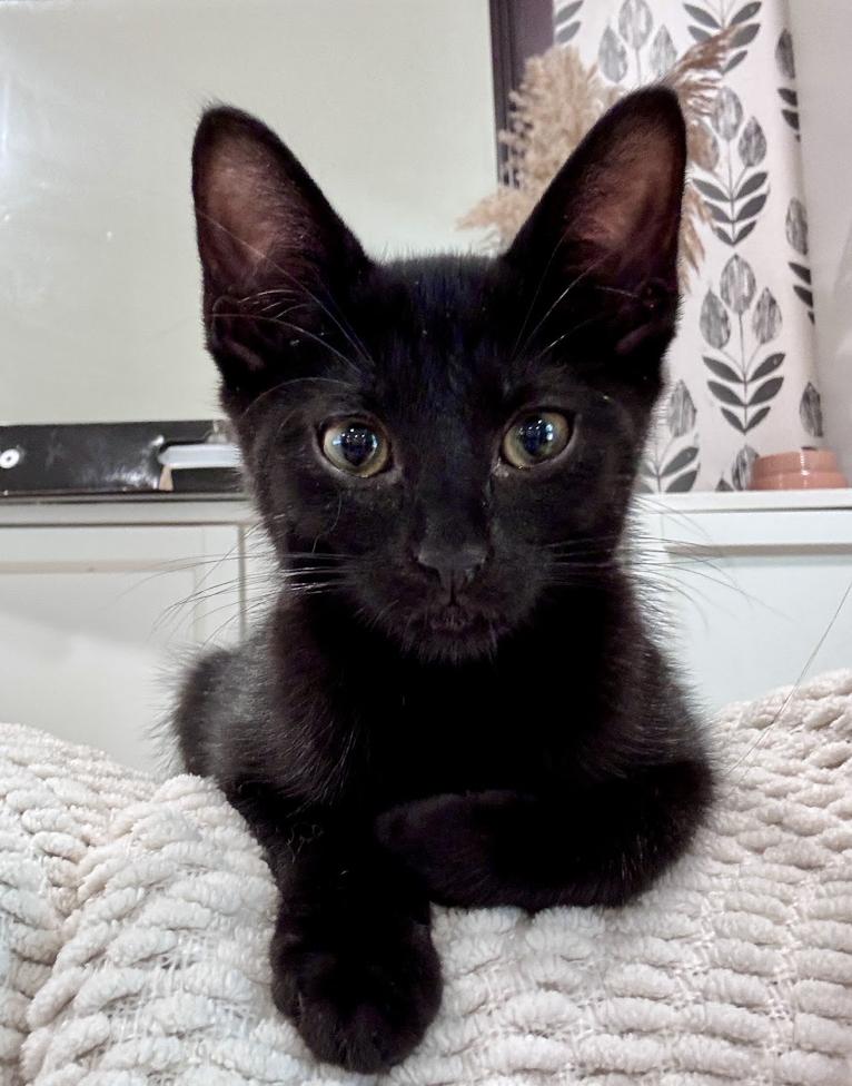 Enlarge Uber, a Adopted mixed breed in Franklin, TN image 2/3