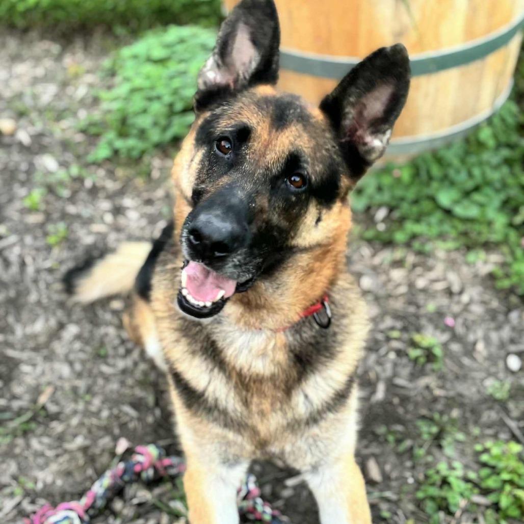 Bruce, a Adoptable German Shepherd Dog image 2/5