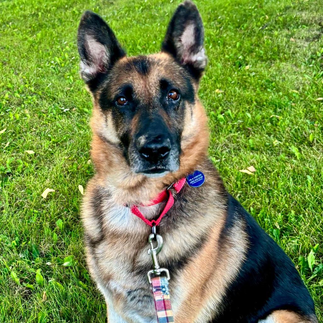 Bruce, a Adoptable German Shepherd Dog image 3/5