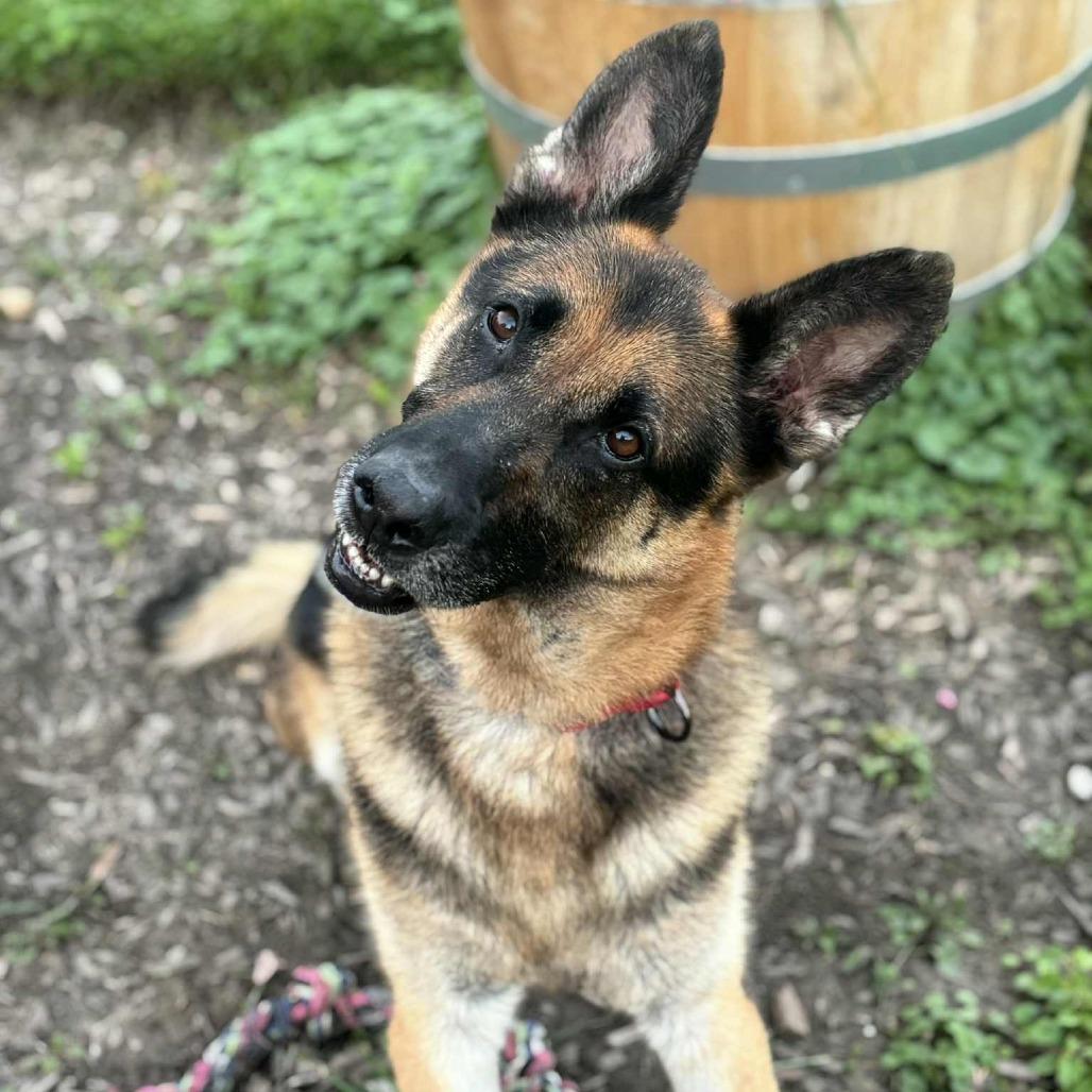 Bruce, a Adoptable German Shepherd Dog image 4/5