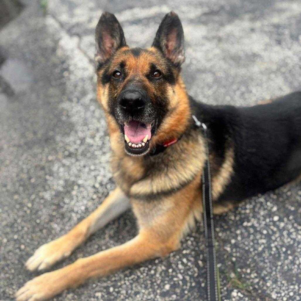 Bruce, a Adoptable German Shepherd Dog image 5/5