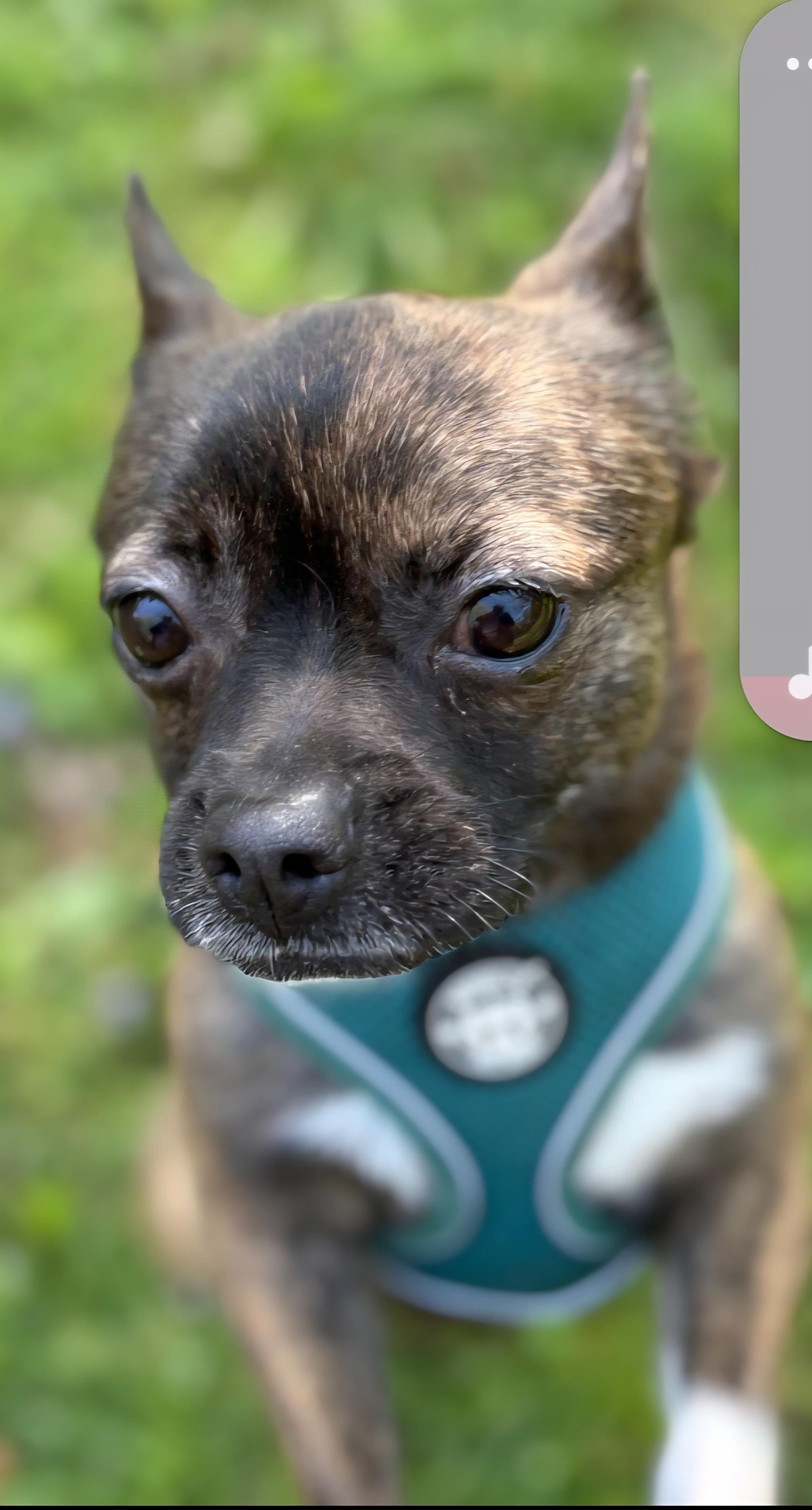 Enlarge Mocha, a ADOPTABLE mixed breed in Flintstone, GA image 2/3