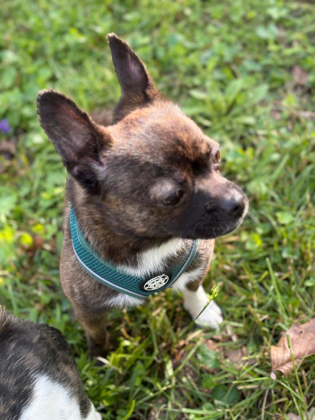 Enlarge Mocha, a ADOPTABLE mixed breed in Flintstone, GA image 1/3