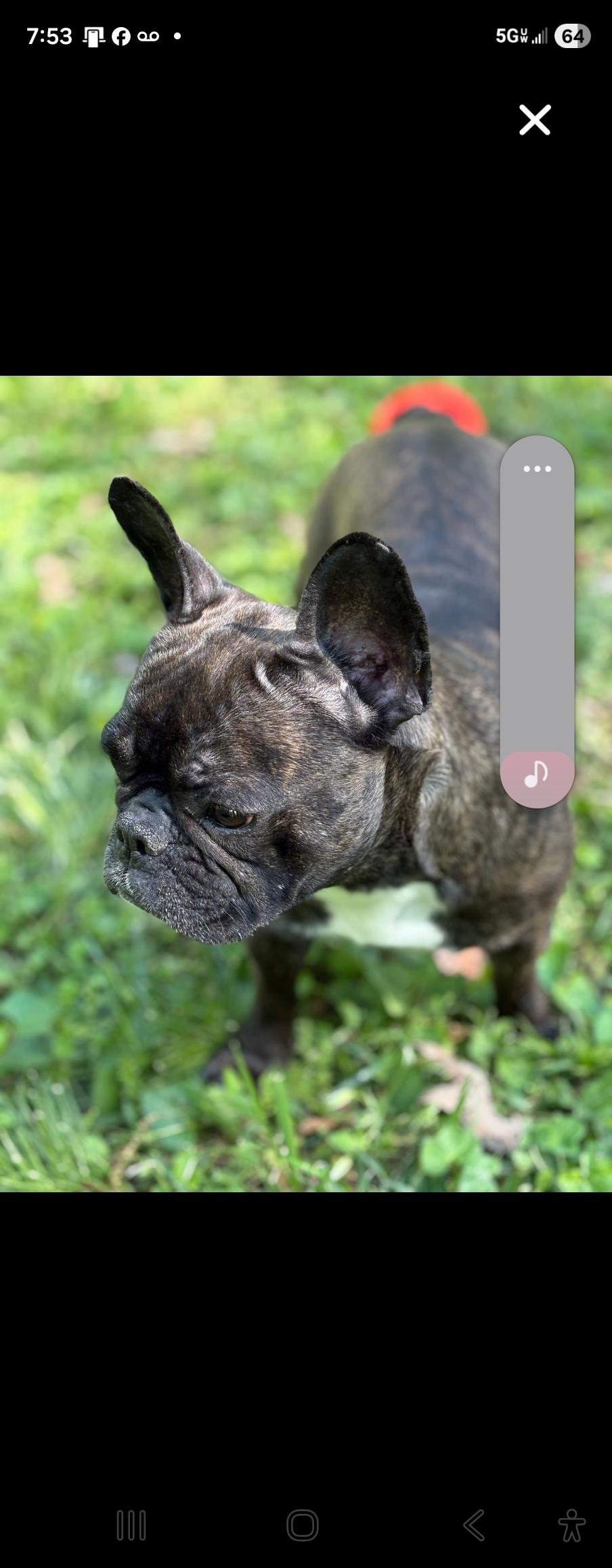 Enlarge Mocha, a ADOPTABLE mixed breed in Flintstone, GA image 3/3