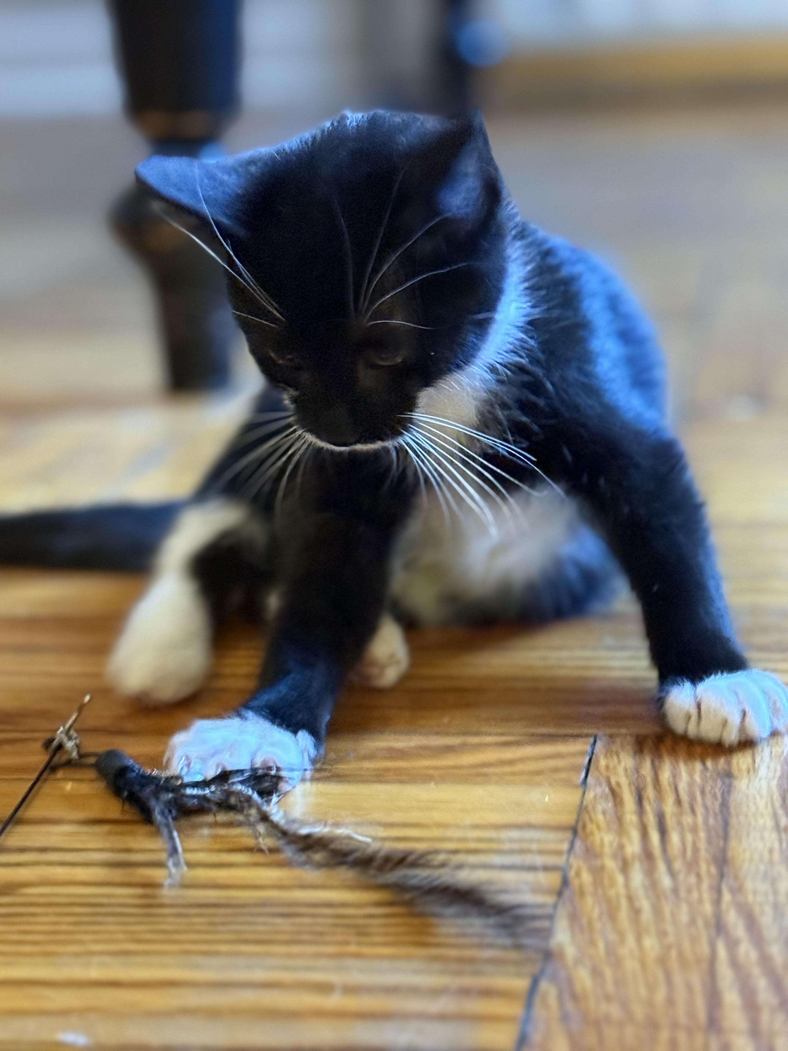 Enlarge Breezy, a Adoptable Domestic Short Hair in Brooklyn, NY image 5/6