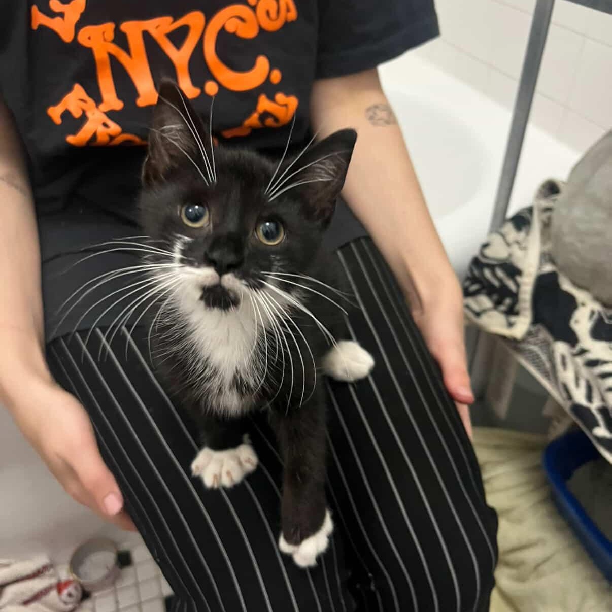 Enlarge Breezy, a Adoptable Domestic Short Hair in Brooklyn, NY image 1/6