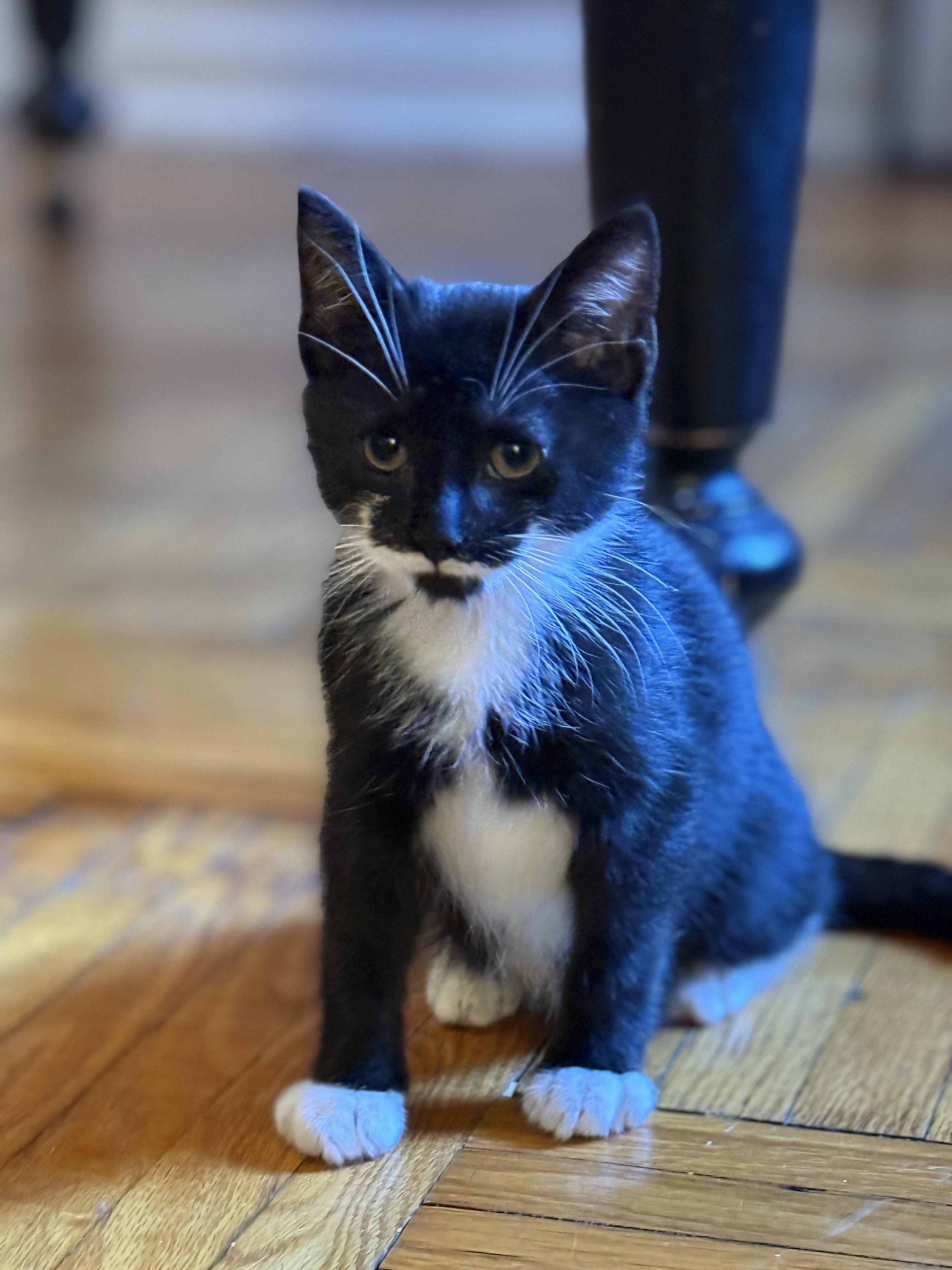 Enlarge Breezy, a Adoptable Domestic Short Hair in Brooklyn, NY image 6/6