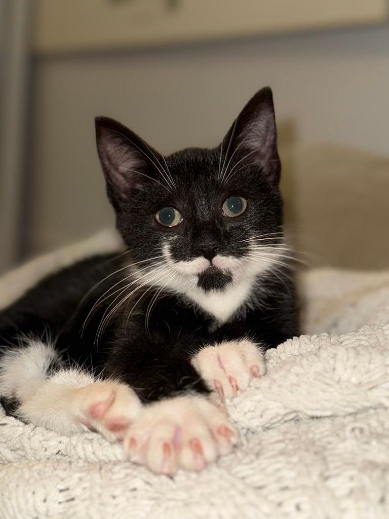 Enlarge Breezy, a Adoptable Domestic Short Hair in Brooklyn, NY image 2/6