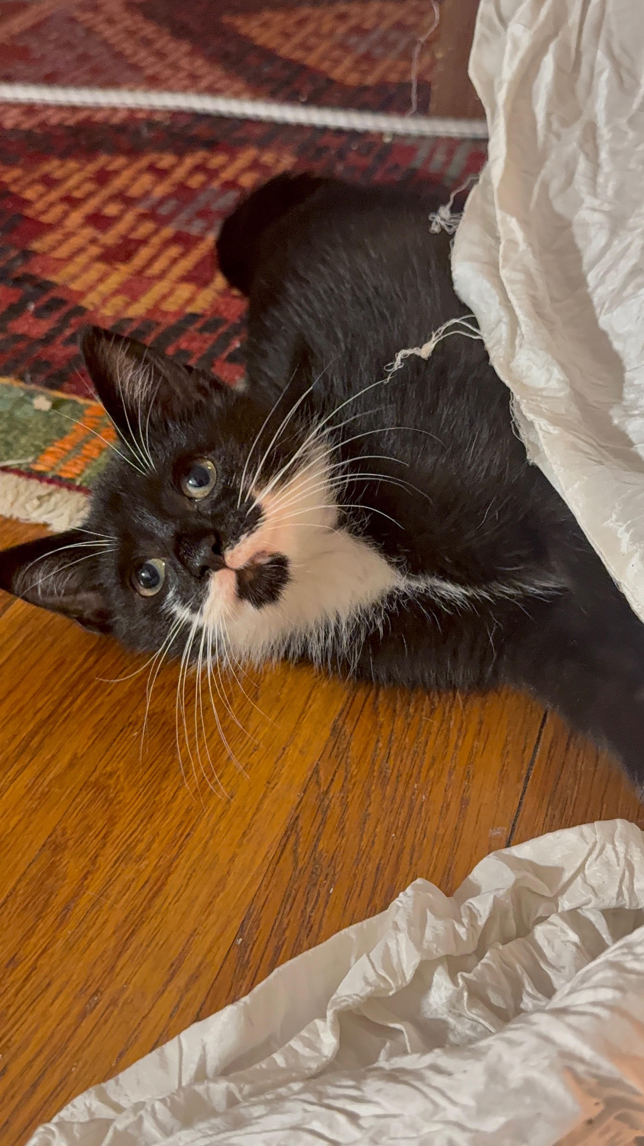 Enlarge Breezy, a Adoptable Domestic Short Hair in Brooklyn, NY image 4/6