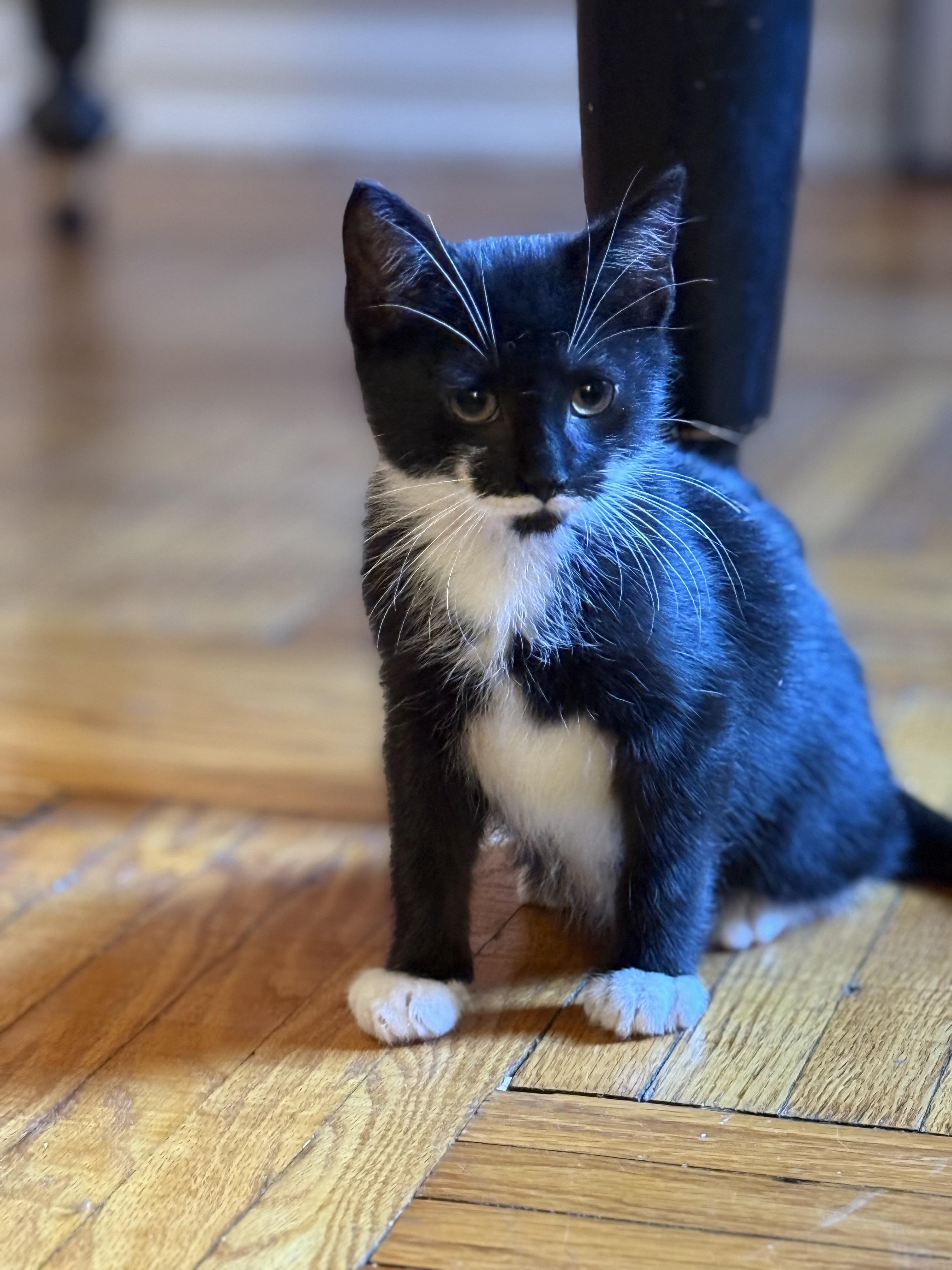 Enlarge Breezy, a Adoptable Domestic Short Hair in Brooklyn, NY image 3/6