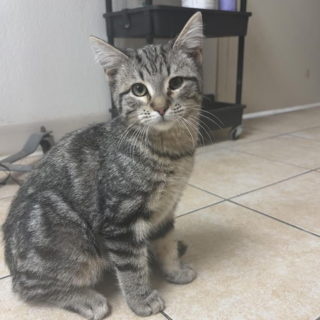 Enlarge Millennial, a Adoptable Domestic Short Hair in Pekin, IL image 1/4