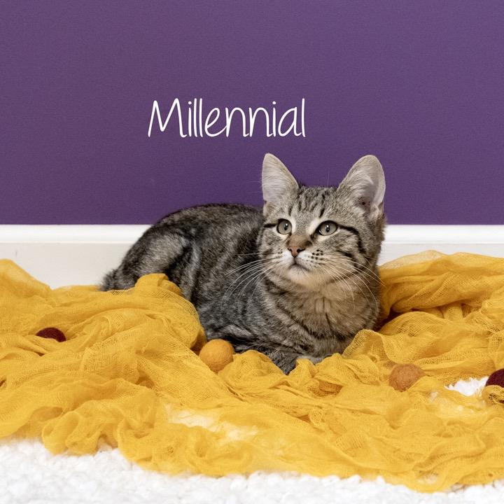 Enlarge Millennial, a Adoptable Domestic Short Hair in Pekin, IL image 2/4