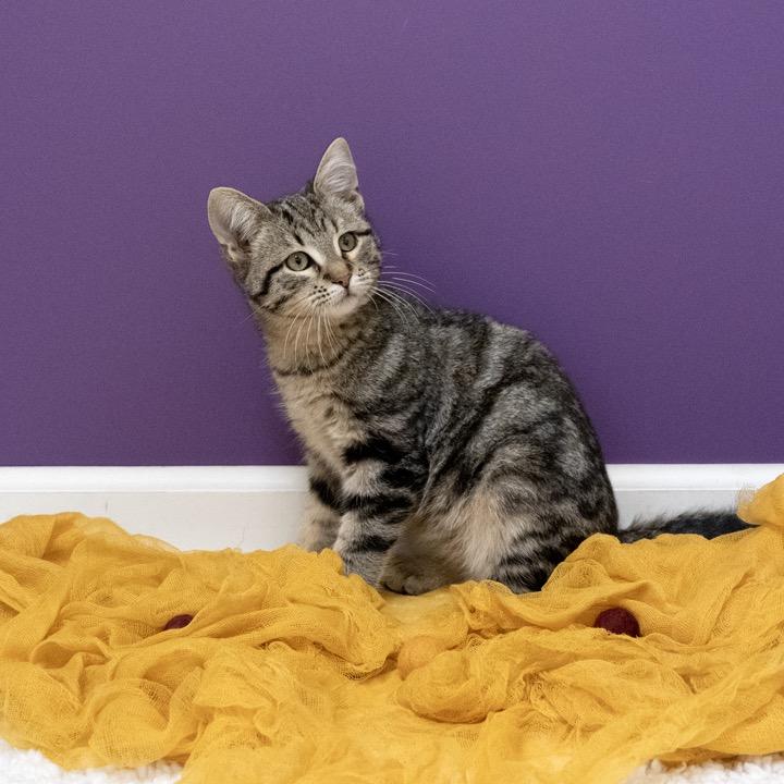 Enlarge Millennial, a Adoptable Domestic Short Hair in Pekin, IL image 3/4