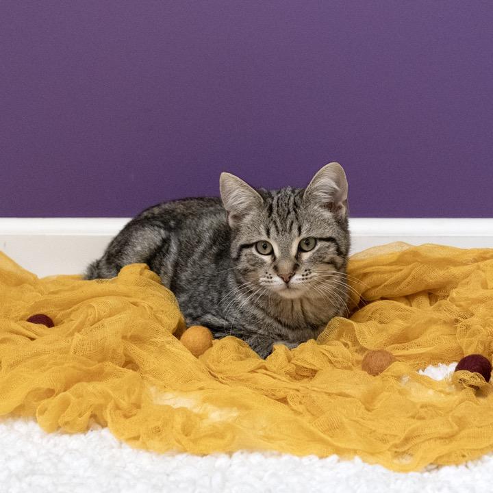 Enlarge Millennial, a Adoptable Domestic Short Hair in Pekin, IL image 4/4