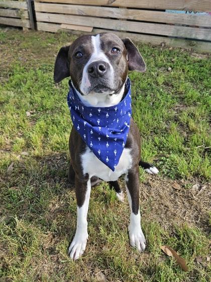 Enlarge Boop, a Adoptable mixed breed in Gulfport, MS image 1/1