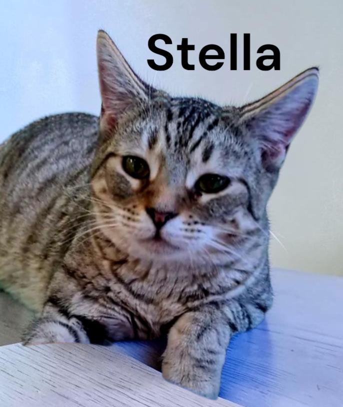Stella, Adoptable, Young Female Tabby.