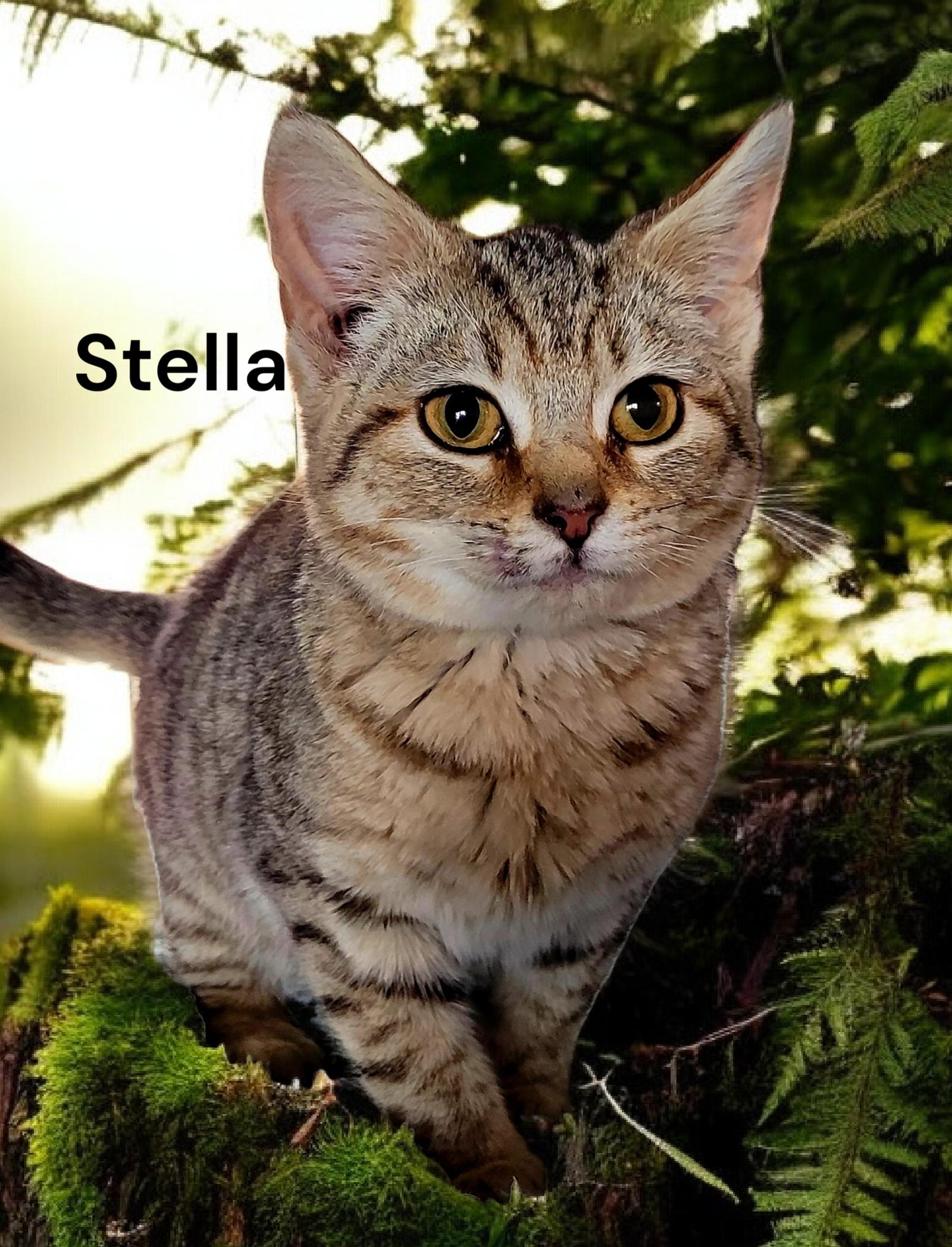 Enlarge Stella, a Adoptable Tabby in Chesapeake, VA image 2/3