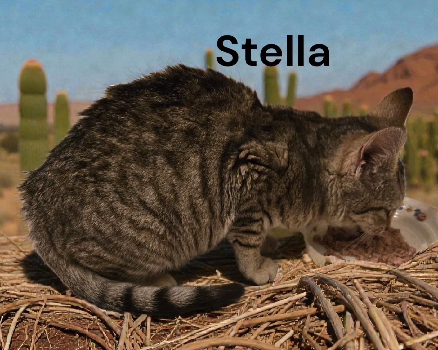 Enlarge Stella, a Adoptable Tabby in Chesapeake, VA image 3/3