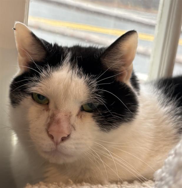 Enlarge NORMAN, a Adoptable Domestic Short Hair in Methuen, MA image 1/1