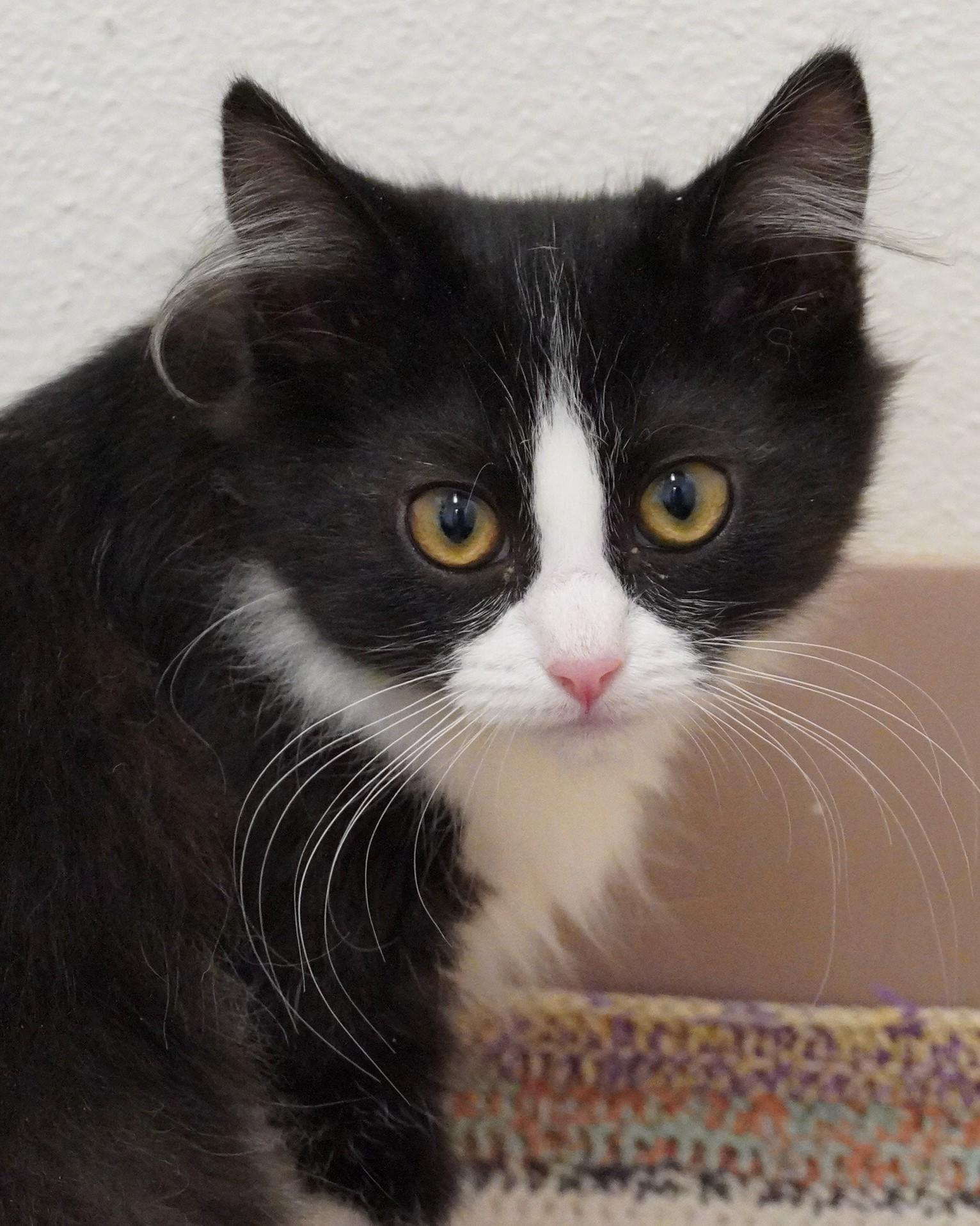 Enlarge Loves, an adopted Domestic Long Hair in Grants Pass, OR image 1/2